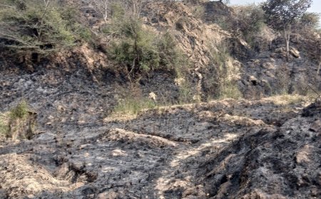 पंचनद के जंगल में लगी आग , धूं-धूं कर जले सैकड़ो हरे भरे वृक्ष