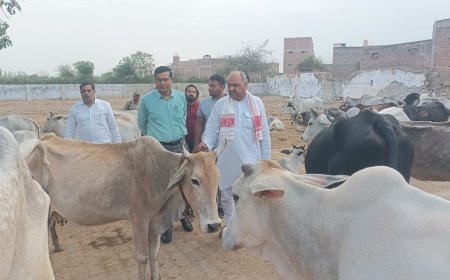 आयोग के सदस्य ने गौशाला का निरीक्षण कर गौवंशो को खिलाया गुड़