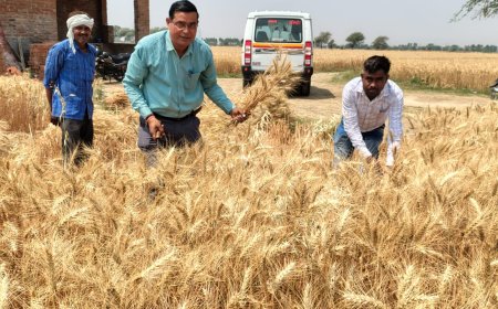 244 ग्रामो में जायद की फसल सर्वे निपटाने में आखिरी दिन जुटे लेखपाल