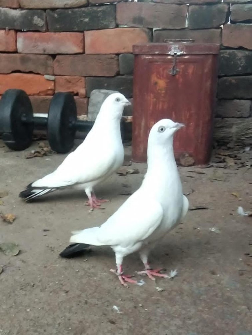कबूतर उड़ान टूर्नामेंट में छोटू भाई ने प्रथम स्थान हासिल किया