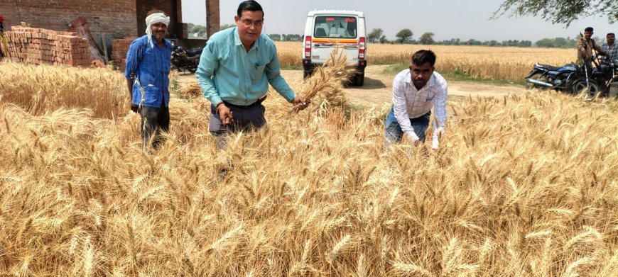 244 ग्रामो में जायद की फसल सर्वे निपटाने में आखिरी दिन जुटे लेखपाल