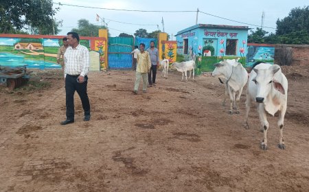 एसडीम ने छौंक गांव की गौशाला का किया औचक निरीक्षण