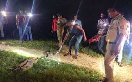 अजगर पकड़ते समय एक व्यक्ति को अजगर ने काटा