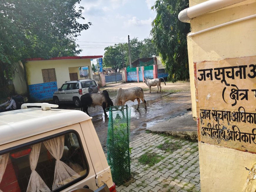 ब्लॉक कार्यालय कैम्पस में सांडों की बुल फाइटिंग, कैम्पस में खड़ी बाइक व स्कूटी तोड़ी