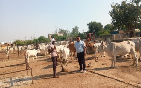 एसडीम ने कान्हा गौशाला का औचक निरीक्षण कर व्यवस्थाओं को परखा