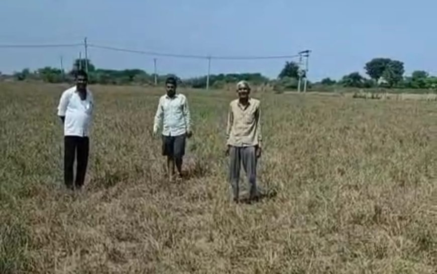 मौसम बना चुनोती हरी मटर बुबाई समय से न होने से अन्नदाता चिन्तित