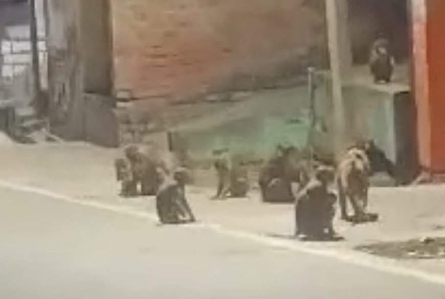 लगातार बढ़ रहा बंदरों का आतंक घरों और गलियों में मचा रहे हड़कंप