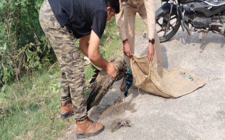 भूसा घर मे निकले अजगर का बन बिभाग ने किया रेस्क्यू