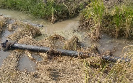 20 बीघा की पकी फसल को पानी भरकर किया बर्वाद