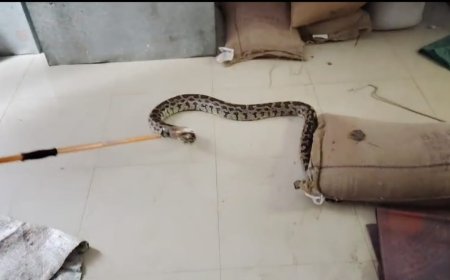 बिद्यालय में निकला अजगर, बच्चों में मचा हड़कंप