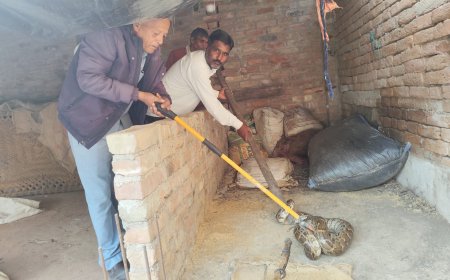 भूसा घर में बैठे अजगर का वन बिभाग ने किया रेस्क्यू