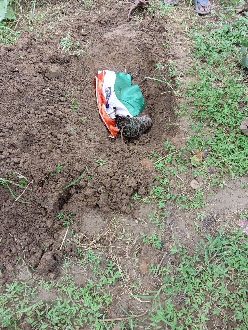 मृत राष्ट्रीय पक्षी मोर का बन बिभाग ने किया राष्ट्रीय सम्मान से अंतिम संस्कार