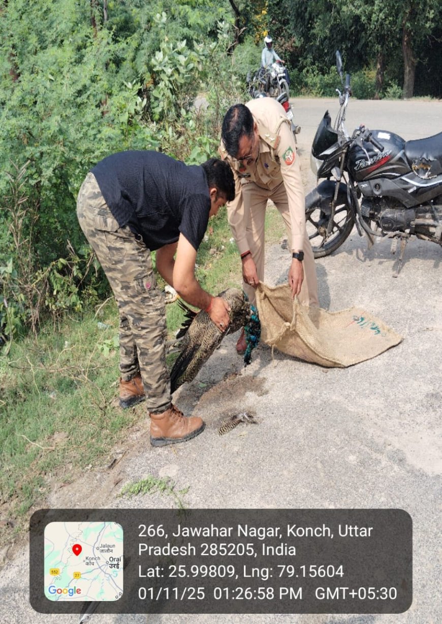 भूसा घर मे निकले अजगर का बन बिभाग ने किया रेस्क्यू