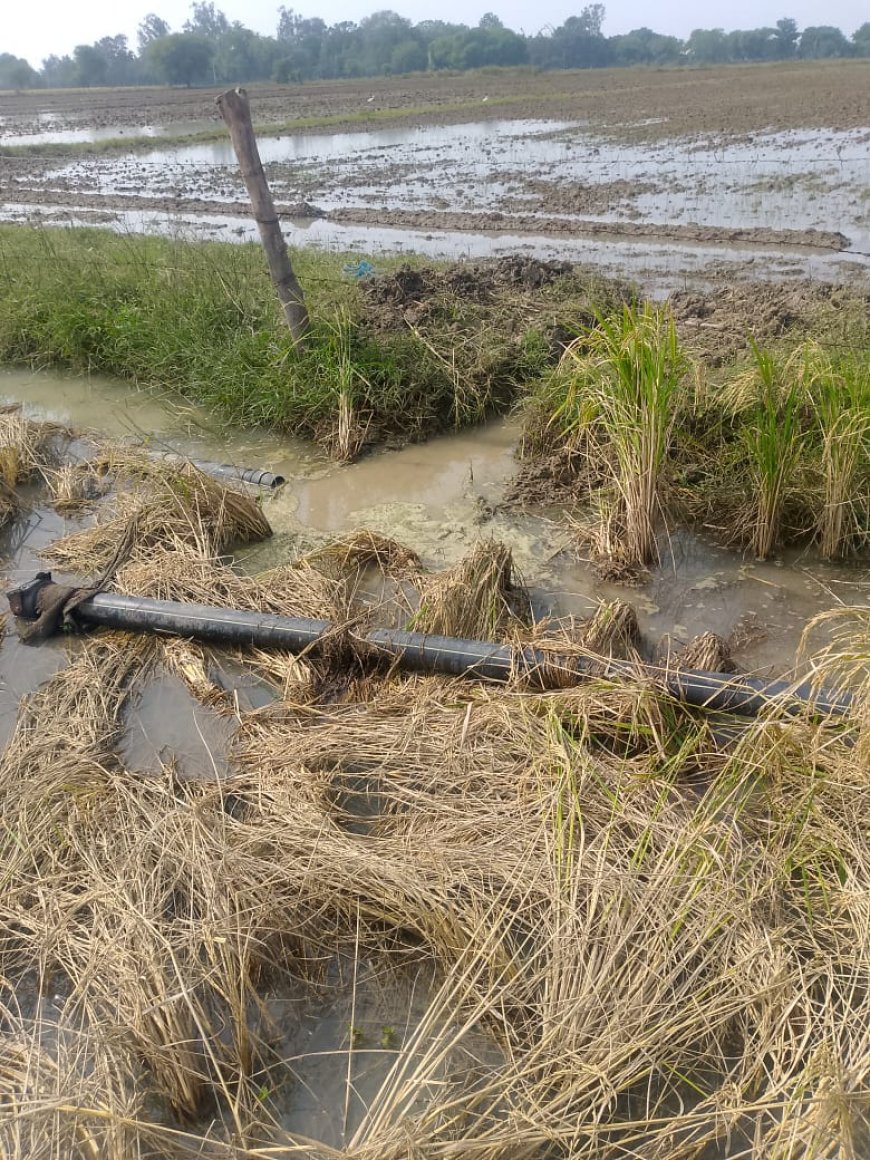 20 बीघा की पकी फसल को पानी भरकर किया बर्वाद