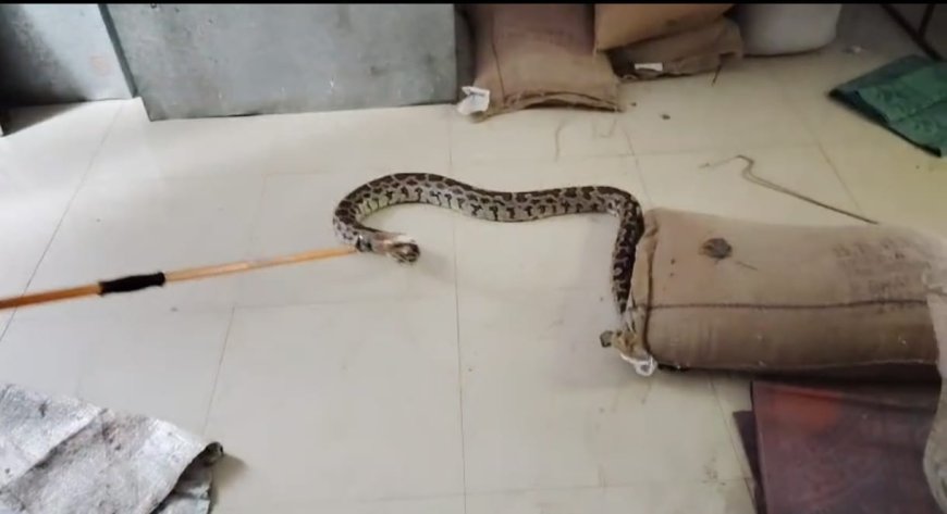 बिद्यालय में निकला अजगर, बच्चों में मचा हड़कंप