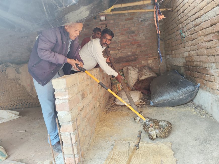 भूसा घर में बैठे अजगर का वन बिभाग ने किया रेस्क्यू