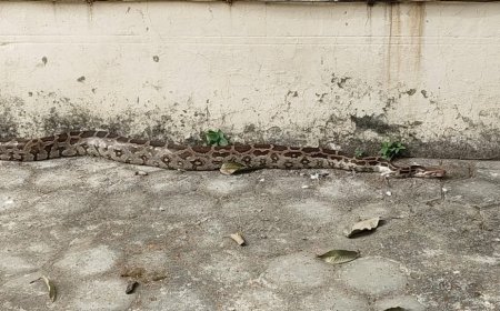 एक्सचेंज परिसर में 8 फीट लंबा अजगर निकलने से मचा हड़कम्प