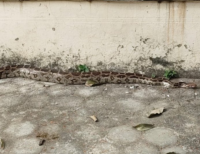 एक्सचेंज परिसर में 8 फीट लंबा अजगर निकलने से मचा हड़कम्प