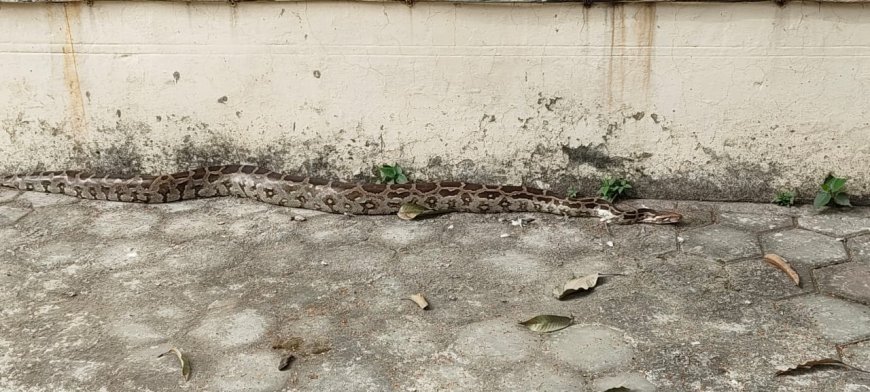 एक्सचेंज परिसर में 8 फीट लंबा अजगर निकलने से मचा हड़कम्प