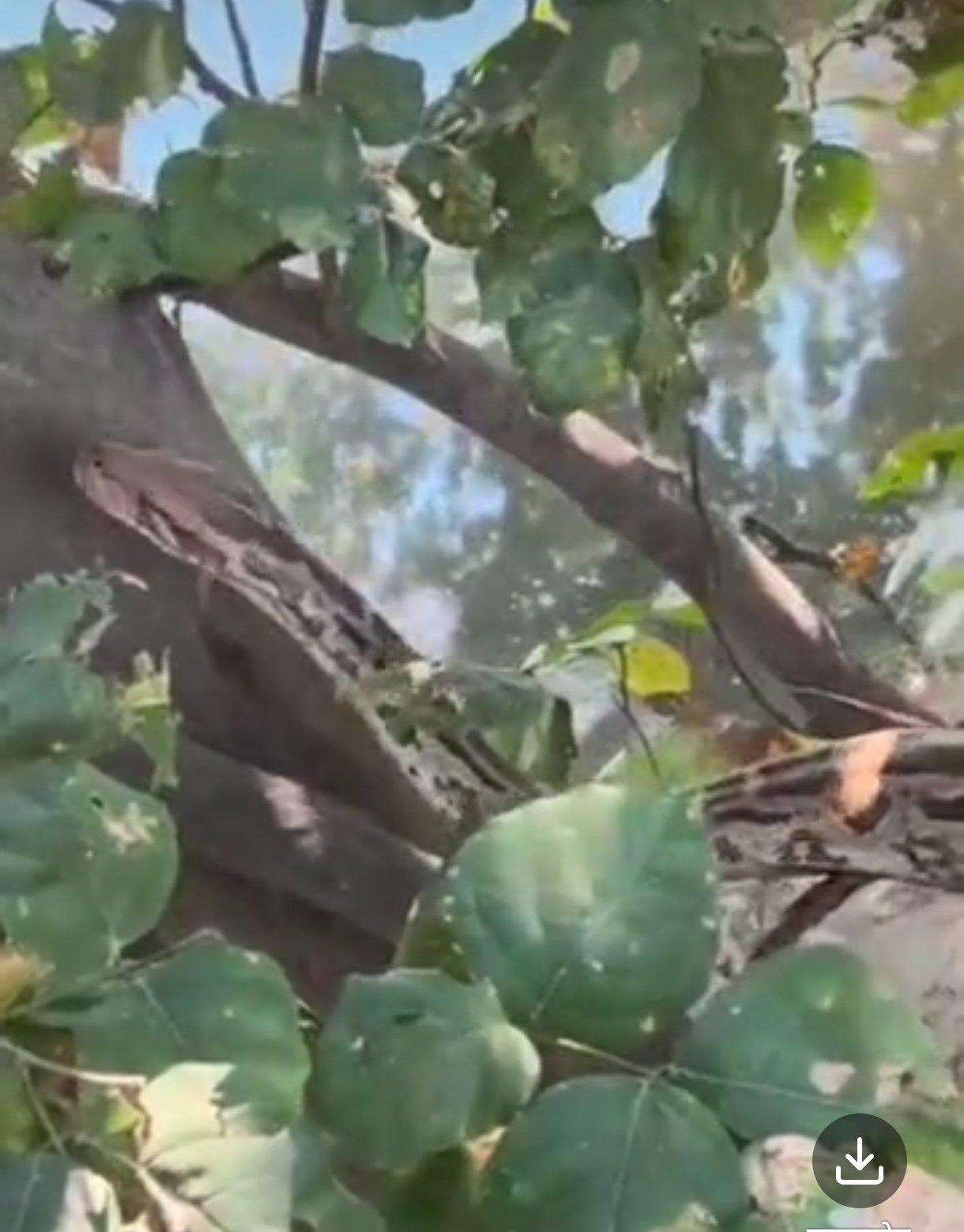 भारी भरकम अजगर देख राहगीर व ग्रामीणों में फैली दहशत