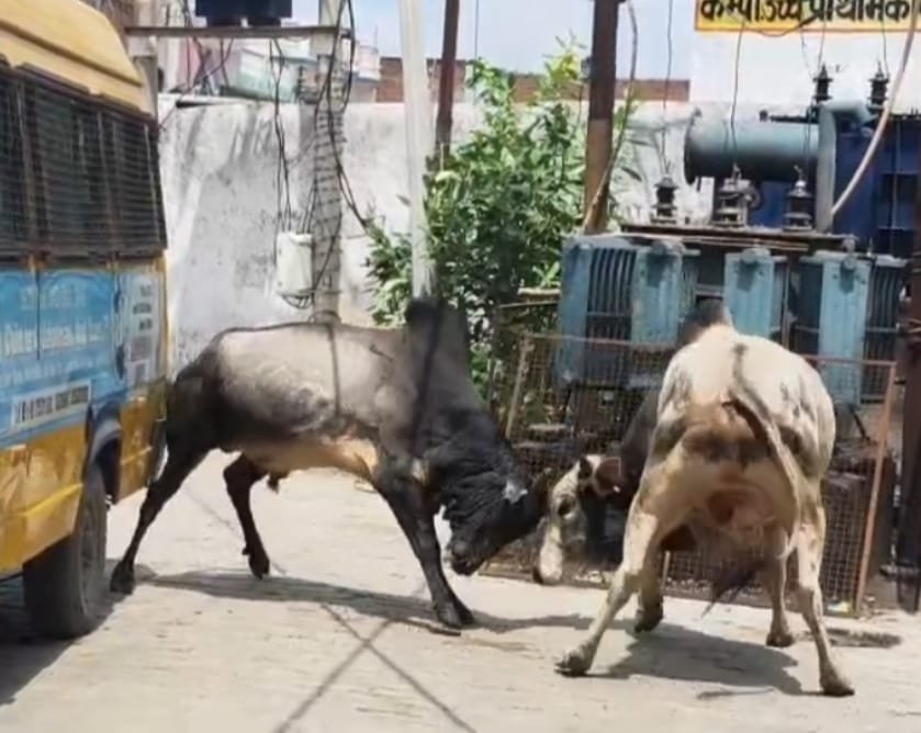 आवारा सांडों के आतंक से नगर वासी परेशान