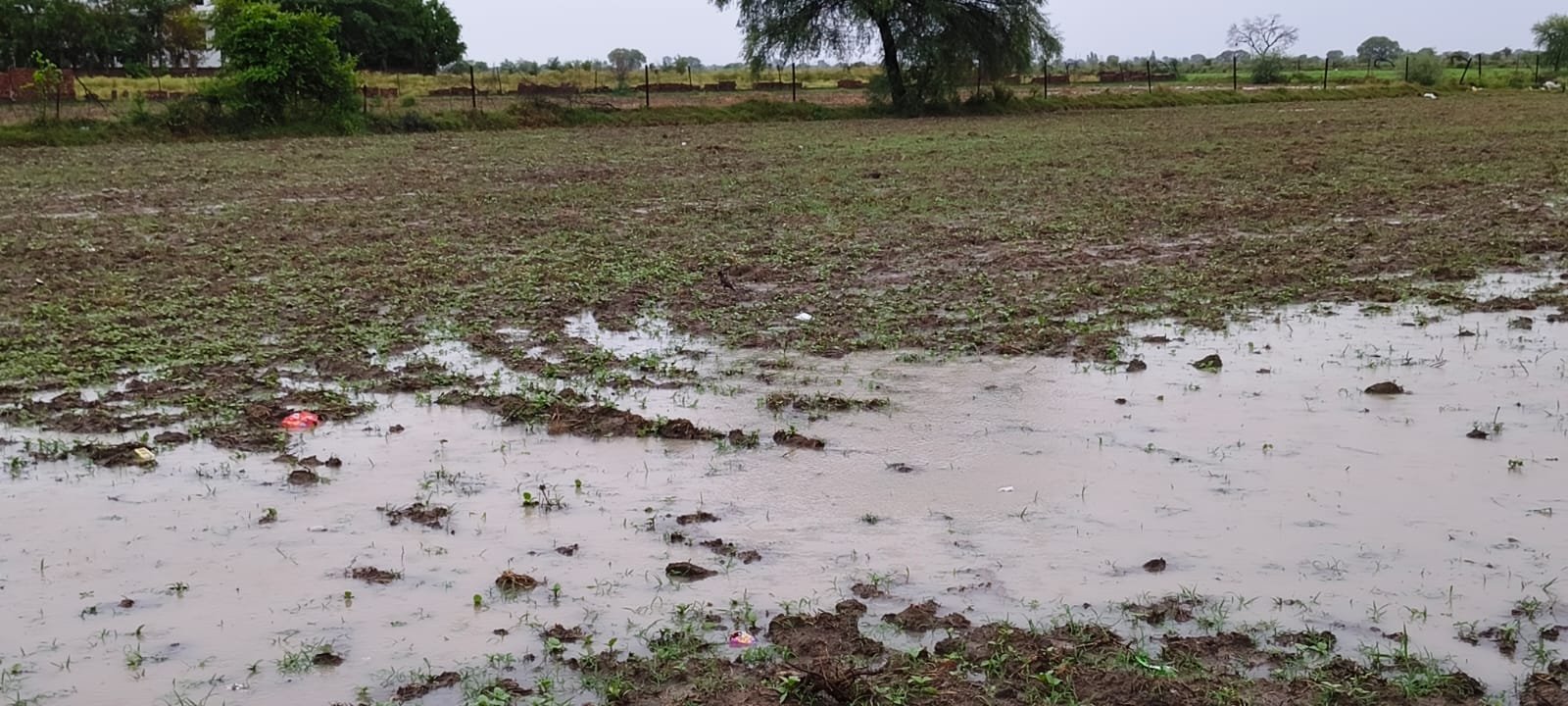 अचानक हुई वर्षा से बची फसलों को मिला जीबन