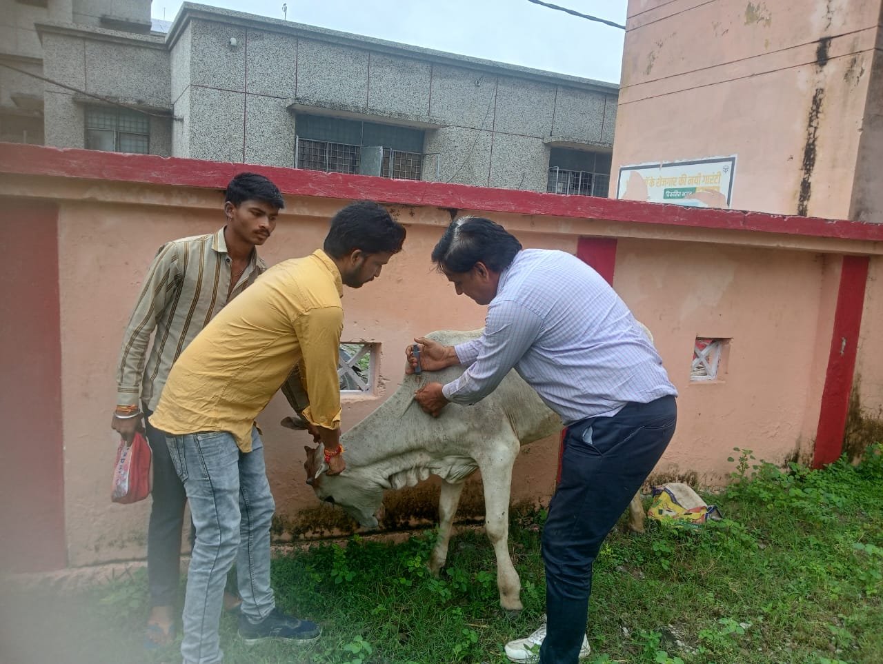तहसील परिसर में बीमार गाय का कराया गया उपचार